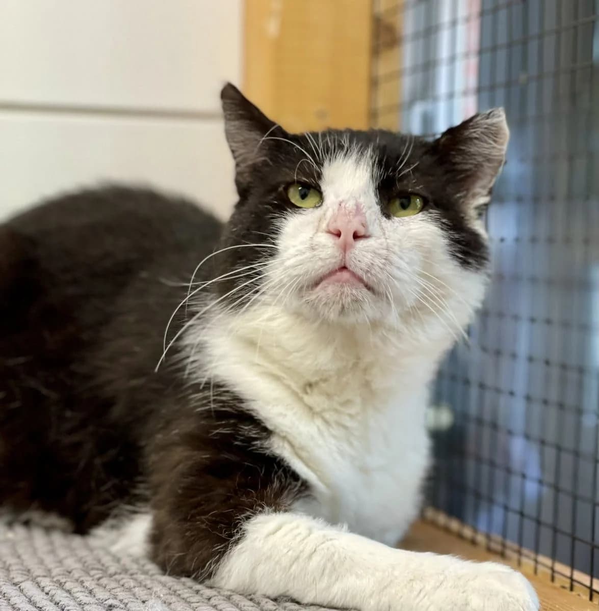 Hauke sucht sein Für-immer-Zuhause, male 6yo European Shorthair for adoption at Tierheim Oldenburg, Oldenburg