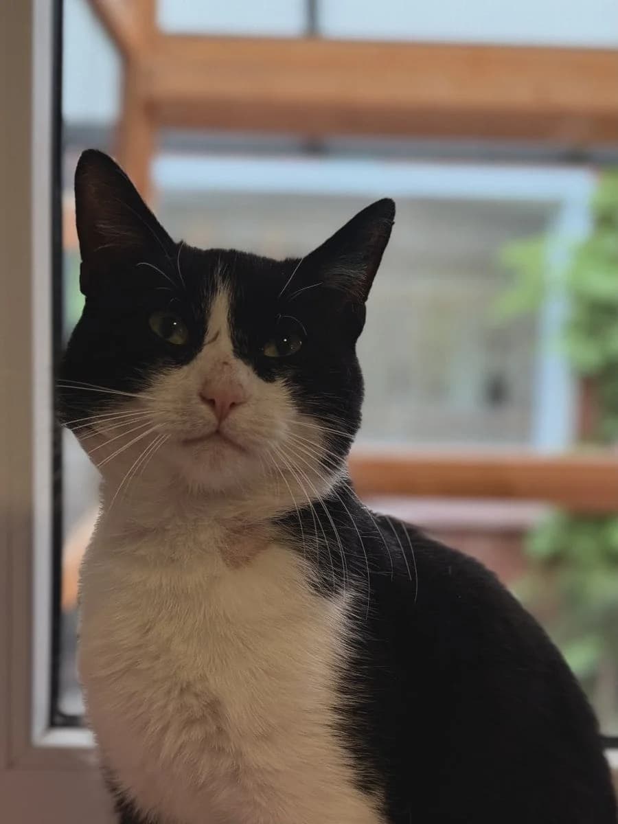 Der Feuermelder schlägt Alarm, male 4yo European Shorthair for adoption at Tierheim Oldenburg, Oldenburg