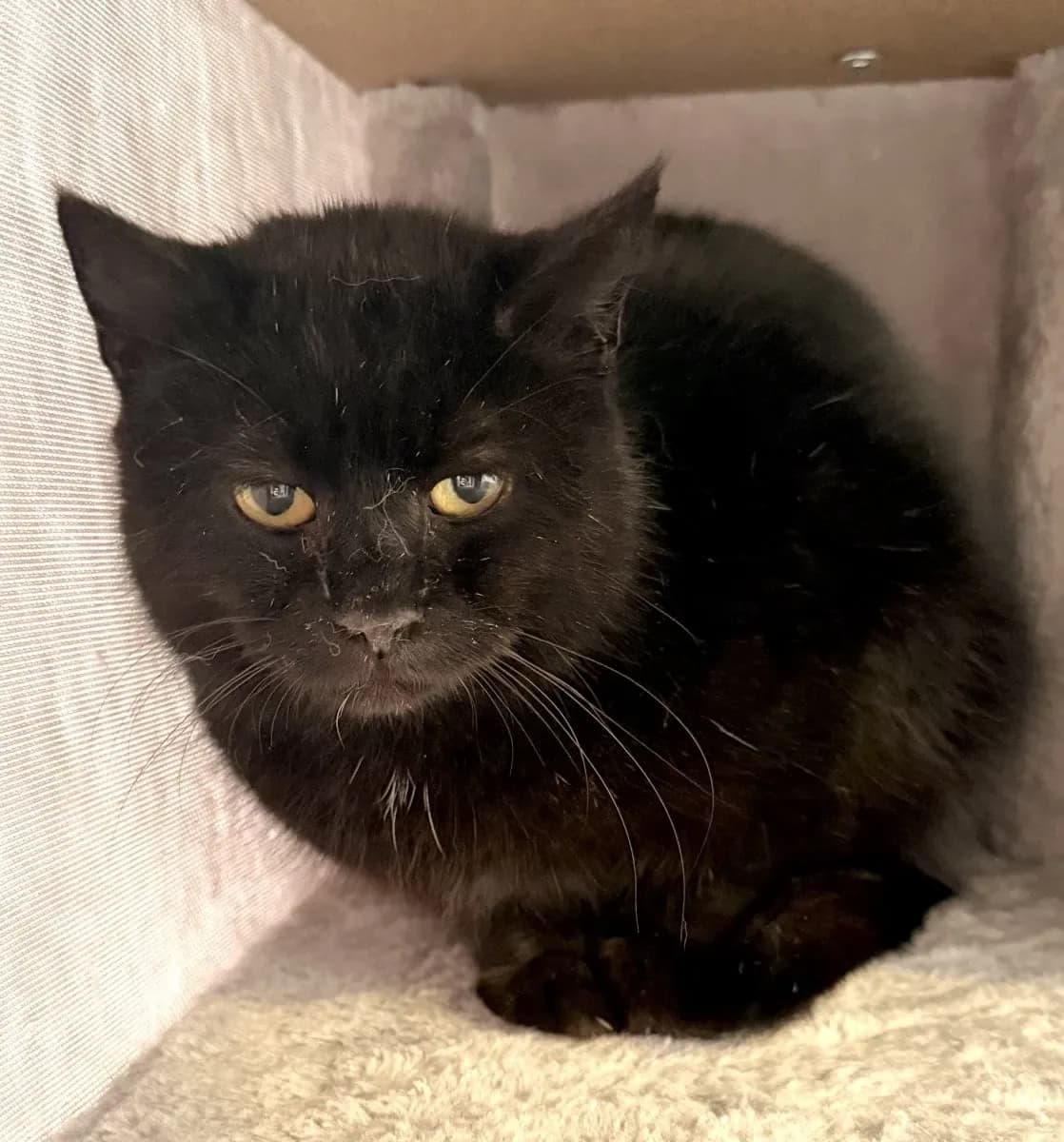 Jamedi möchte Einzelprinzessin sein, female European Shorthair for adoption at Tierheim Oldenburg, Oldenburg