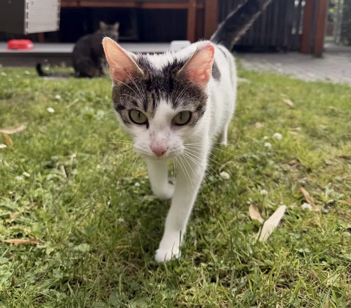Josey sucht Katzenerfahrene Menschen, female young European Shorthair for adoption at Tierheim Oldenburg, Oldenburg