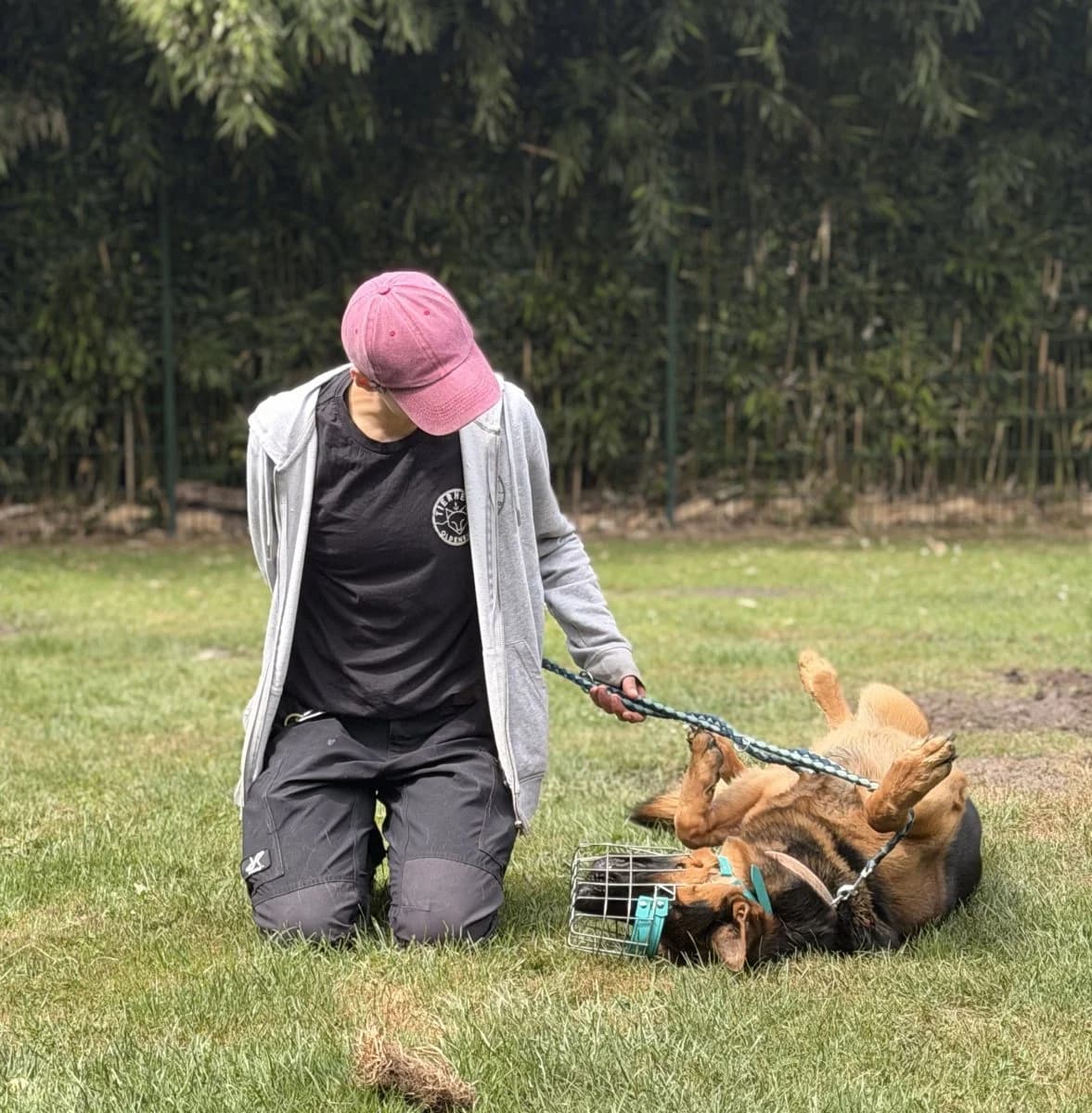Kaju sucht neue Herausforderung, male young German Shepherd for adoption at Tierheim Oldenburg, Oldenburg