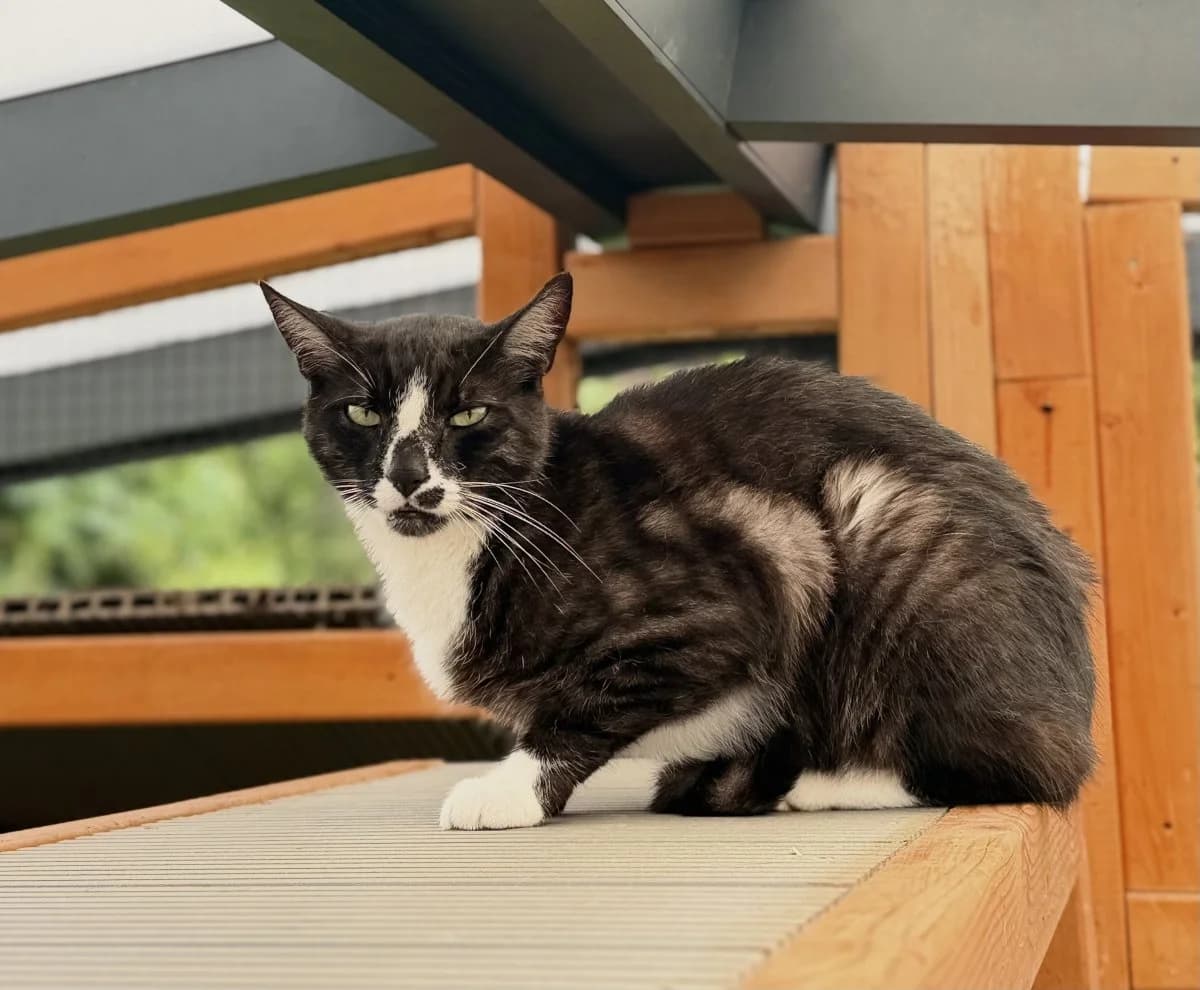 Kisa sucht liebevolle Menschen, male 7yo European Shorthair for adoption at Tierheim Oldenburg, Oldenburg