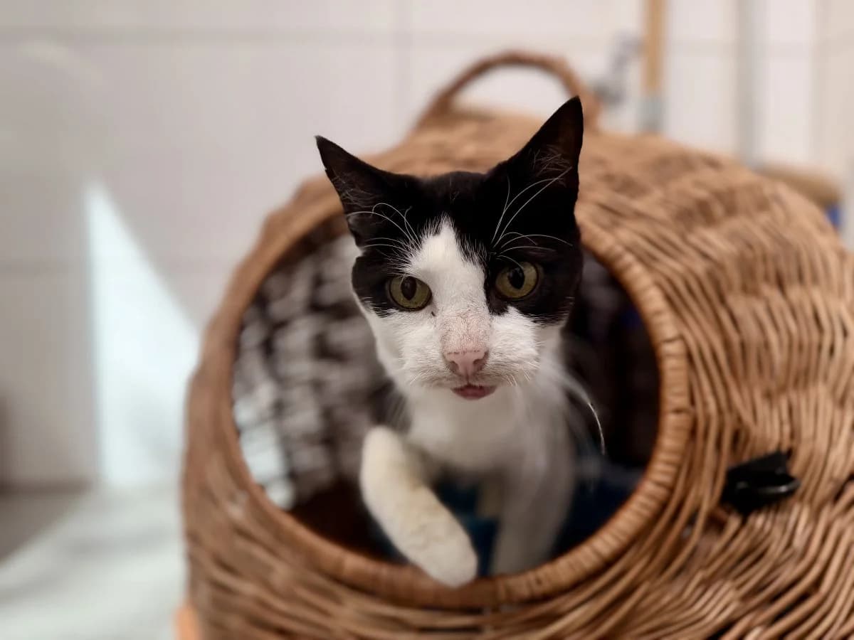 Kobold und Kaja suchen neues Zuhause, male senior European Shorthair for adoption at Tierheim Oldenburg, Oldenburg