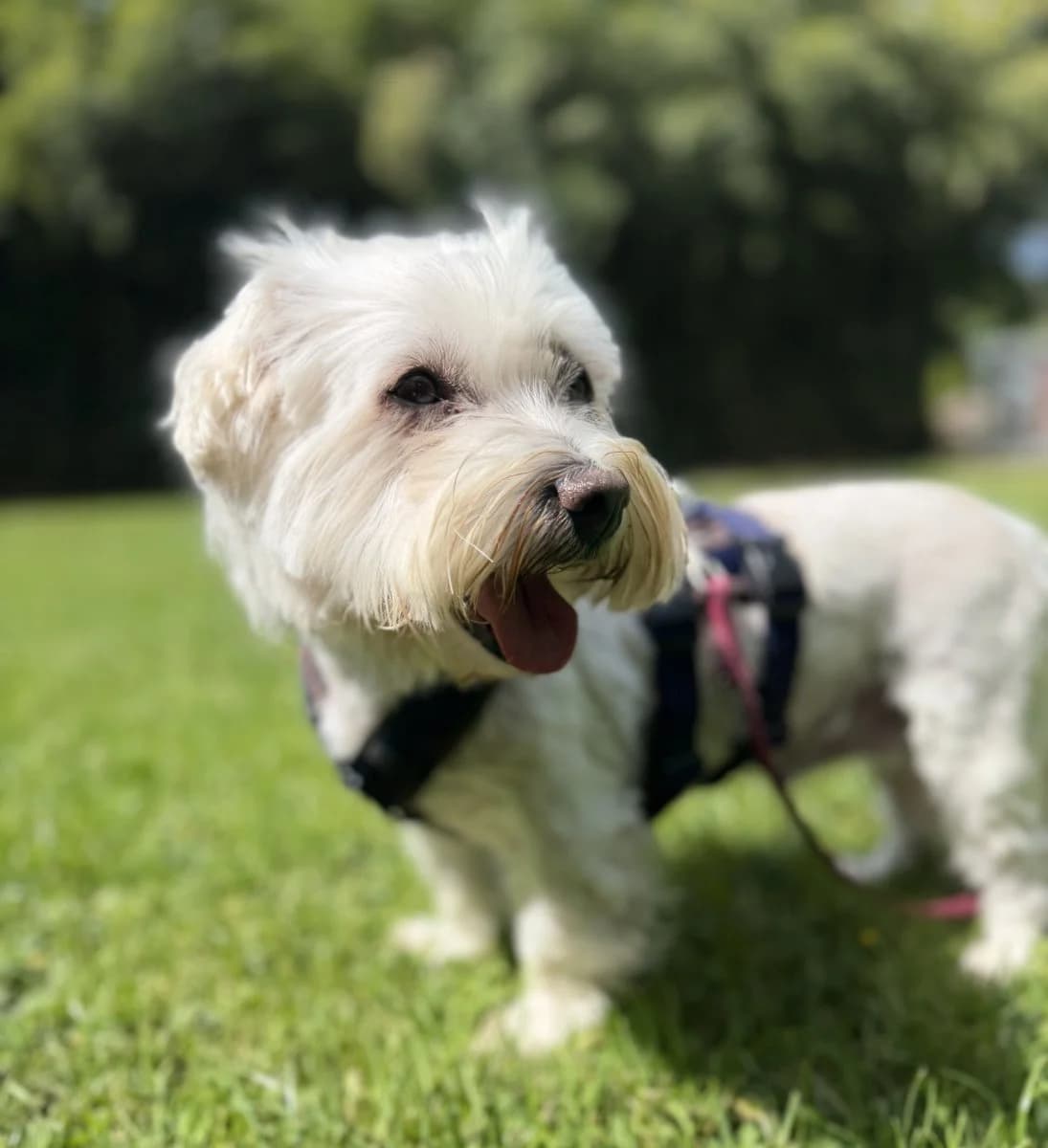 Ruhige Seele Lassy, female 6yo Maltese for adoption at Tierheim Oldenburg, Oldenburg