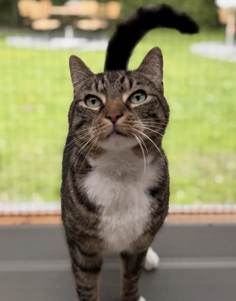 Kater Loki sucht ein erfahrenes Zuhause :), male 4yo European Shorthair for adoption at Tierheim Oldenburg, Oldenburg