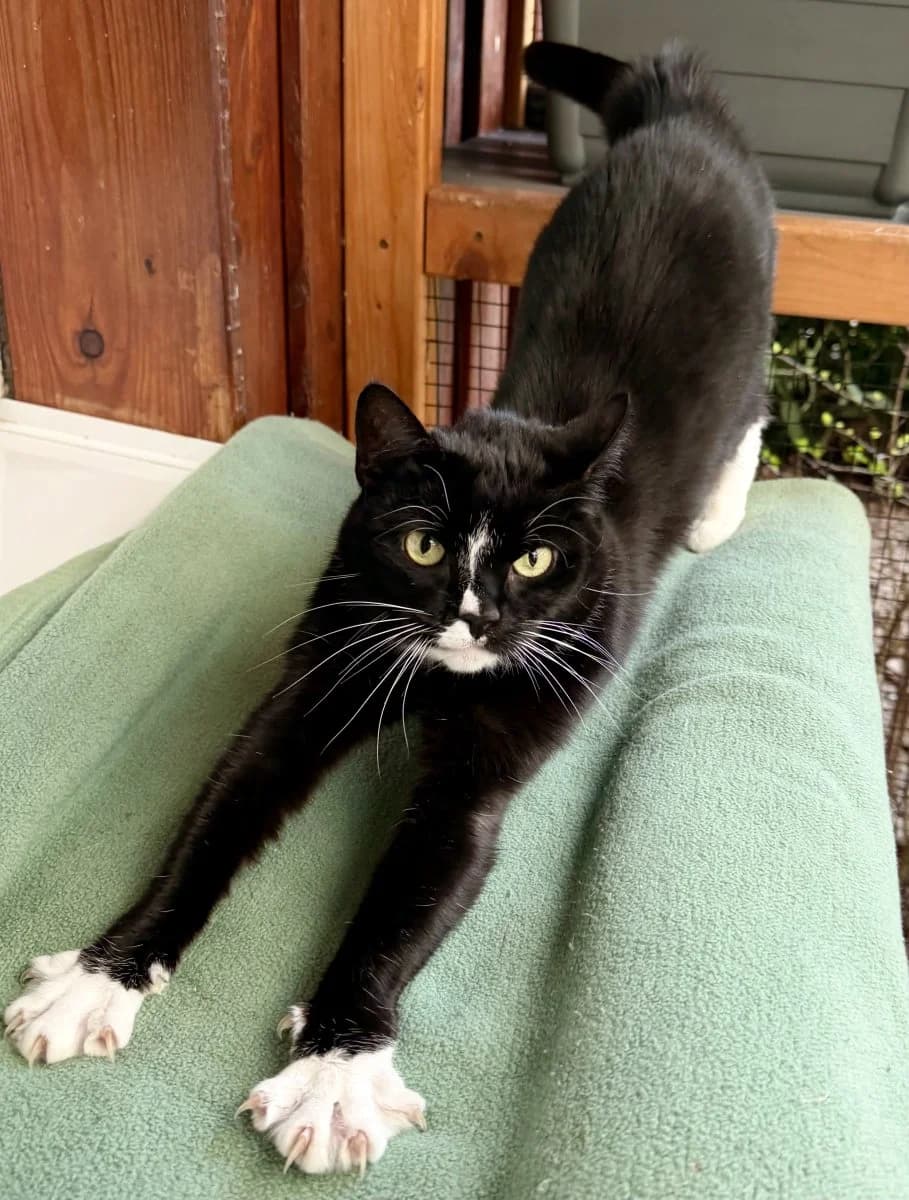 Lucy sucht katzenerfahrende Menschen, female 7yo European Shorthair for adoption at Tierheim Oldenburg, Oldenburg