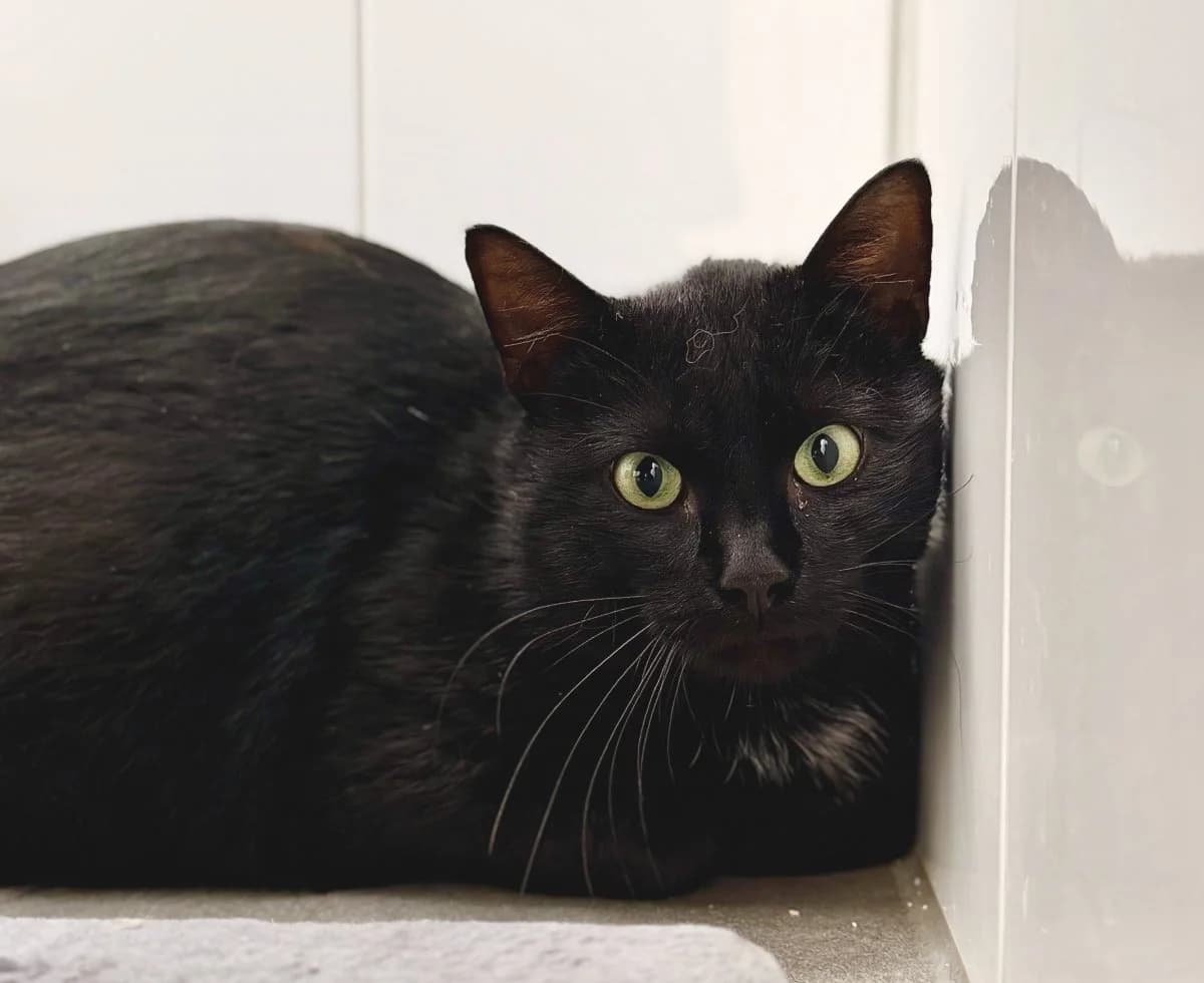 Mais sucht geduldige Menschen, male 3yo European Shorthair for adoption at Tierheim Oldenburg, Oldenburg