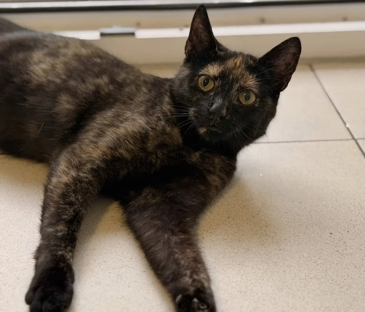 Maori sucht neues Zuhause, female puppy European Shorthair for adoption at Tierheim Oldenburg, Oldenburg