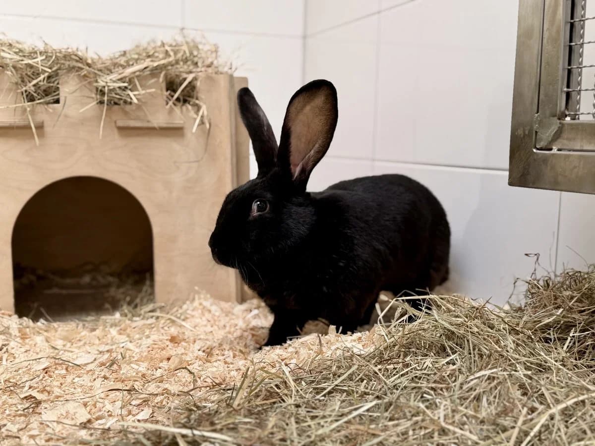 Marge, female 6yo mixed breed for adoption at Tierheim Oldenburg, Oldenburg