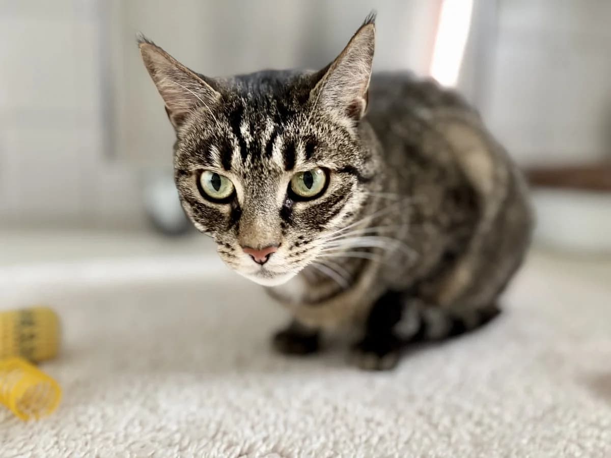 Mary sucht liebevolles Zuhause, female 5yo European Shorthair for adoption at Tierheim Oldenburg, Oldenburg