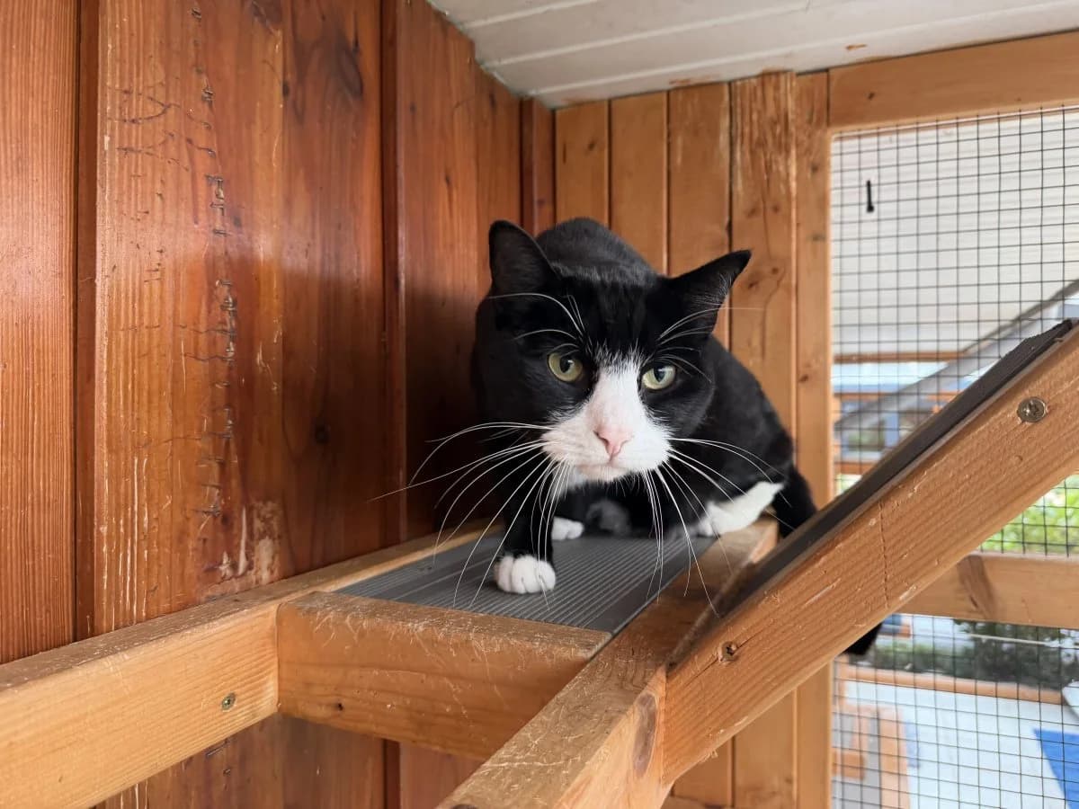 Prinz Mausi möchte in sein Schloss ziehen, male 5yo European Shorthair for adoption at Tierheim Oldenburg, Oldenburg