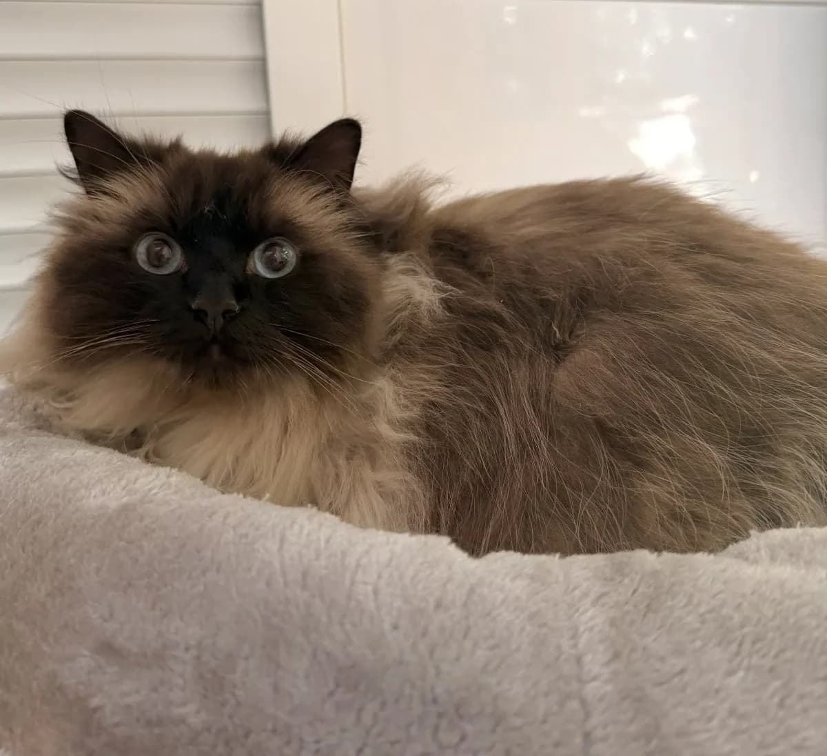 Milow und Nala suchen ein ruhiges Zuhause, male 6yo Ragdoll for adoption at Tierheim Oldenburg, Oldenburg