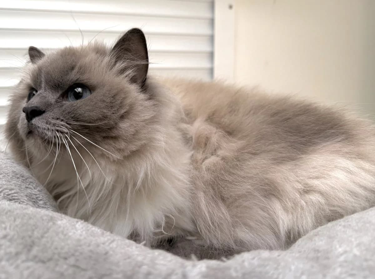 Nala und Milow suchen ein ruhiges Zuhause, female 6yo Ragdoll for adoption at Tierheim Oldenburg, Oldenburg