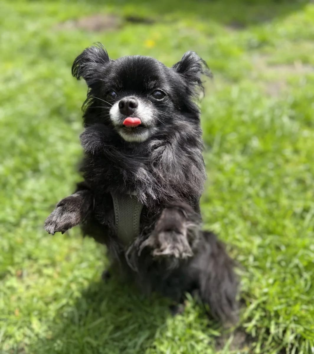 Nicky und Tyson, ein Herz und eine Seele, female 6yo Pomeranian for adoption at Tierheim Oldenburg, Oldenburg