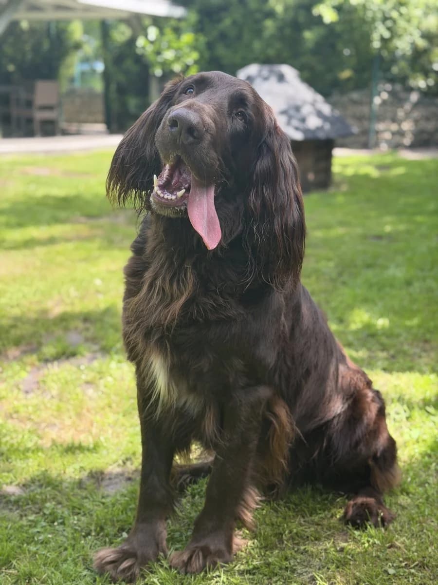 Olly - Wuschelbär mit Power, male 4yo mixed breed for adoption at Tierheim Oldenburg, Oldenburg