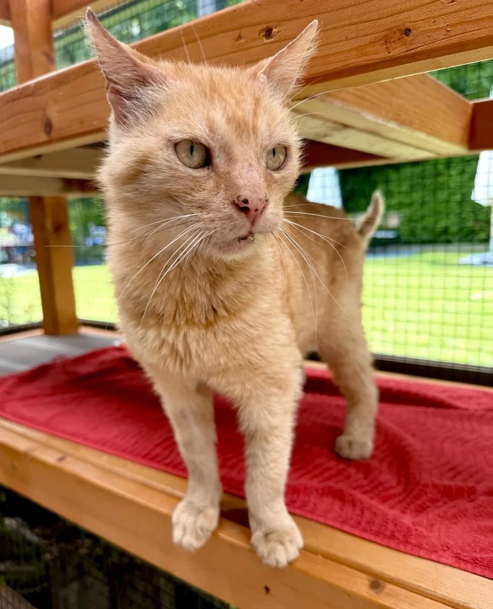 Scholli, ein liebenswerter mit großem Kuschelherz, male senior European Shorthair for adoption at Tierheim Oldenburg, Oldenburg