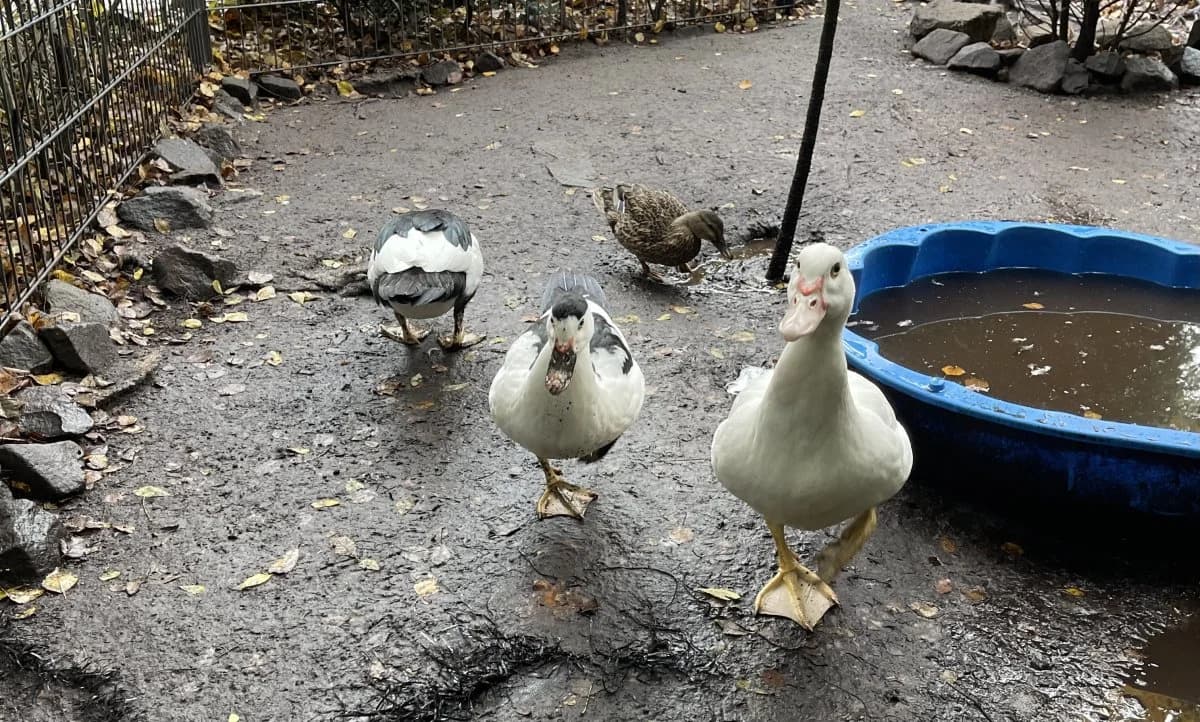 Ducktales Bande auf Suche nach Entenhausen,  puppy mixed breed for adoption at Tierheim Oldenburg, Oldenburg