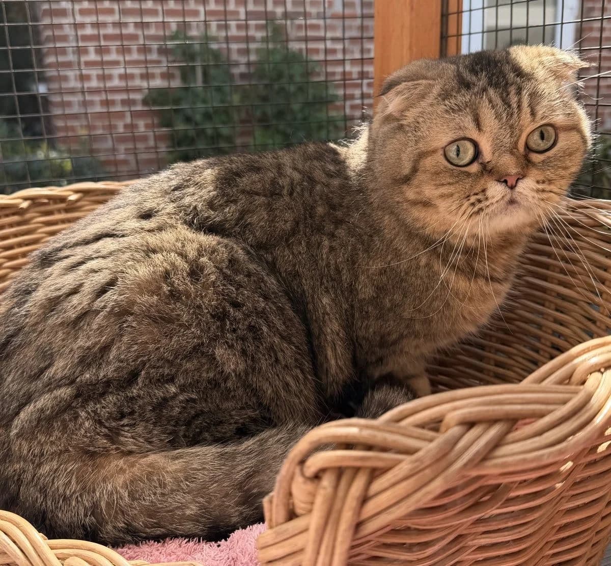Tschemo sucht katzenerfahrende Menschen, male Scottish Fold for adoption at Tierheim Oldenburg, Oldenburg
