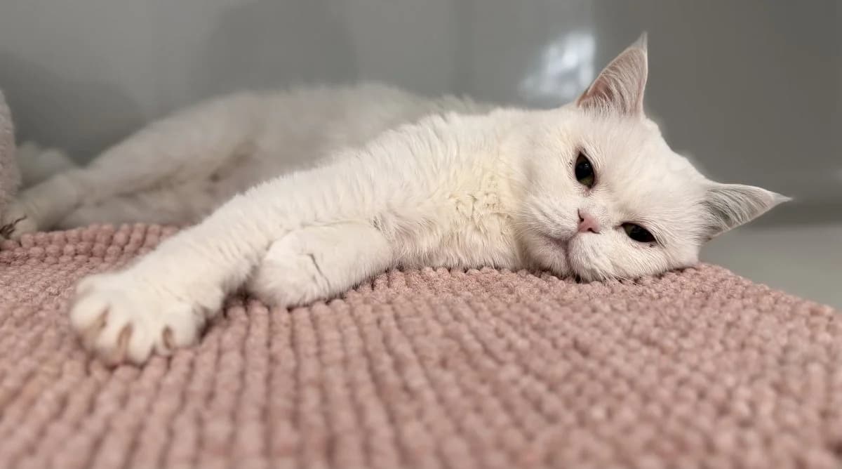 Tutu sucht ihre Schmusemenschen, female young British Shorthair for adoption at Tierheim Oldenburg, Oldenburg