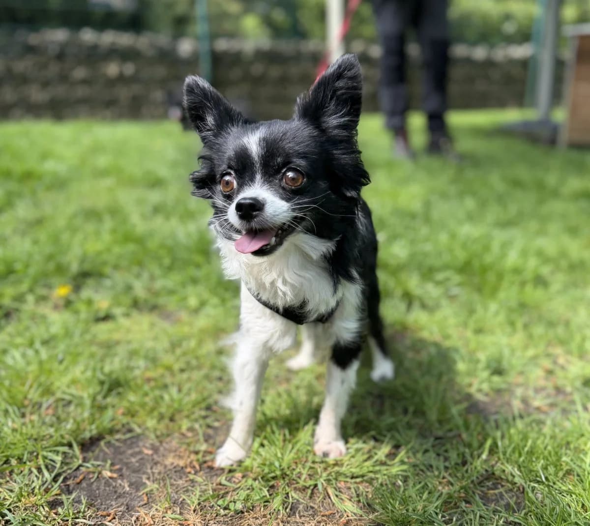 Nicky und Tyson, ein Herz und eine Seele, male 6yo Chihuahua for adoption at Tierheim Oldenburg, Oldenburg