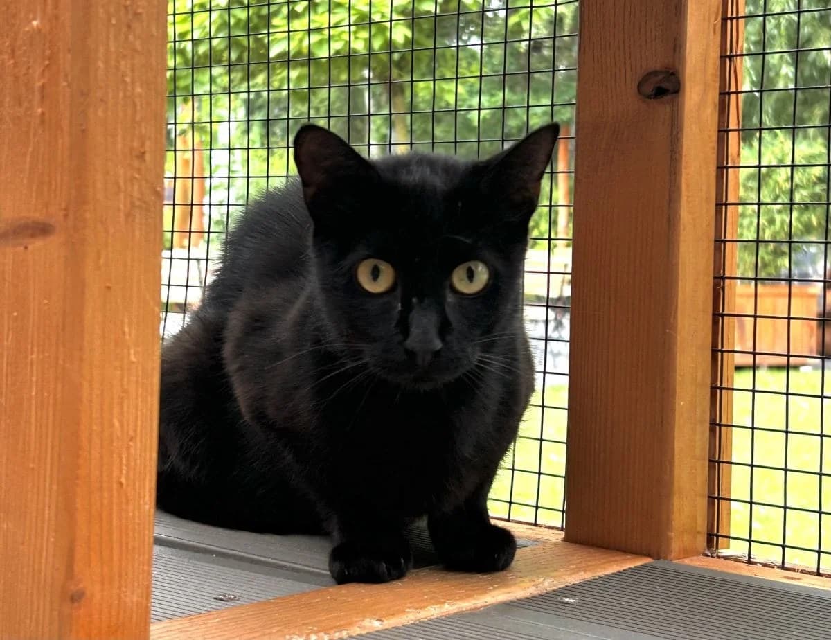 Yami ist bereit zum Auszug, female 3yo European Shorthair for adoption at Tierheim Oldenburg, Oldenburg