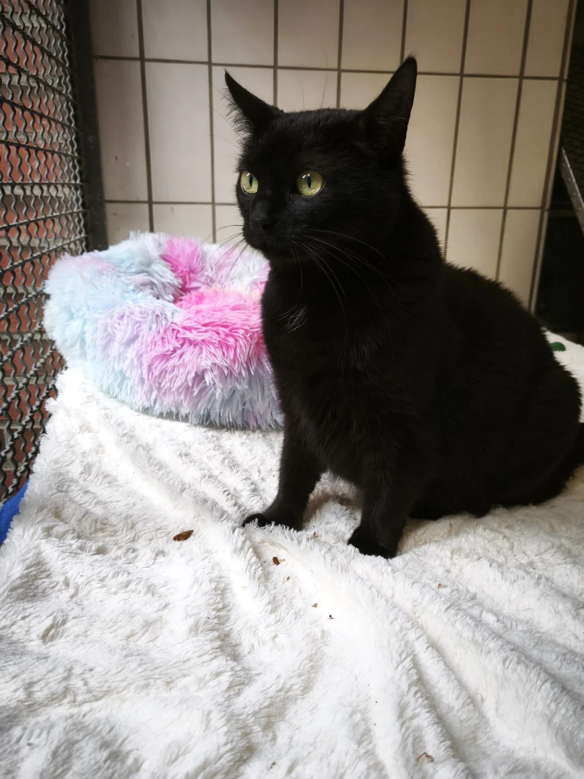 Celi, female 3yo European Shorthair for adoption at Tierheim Osnabrück, Osnabrück
