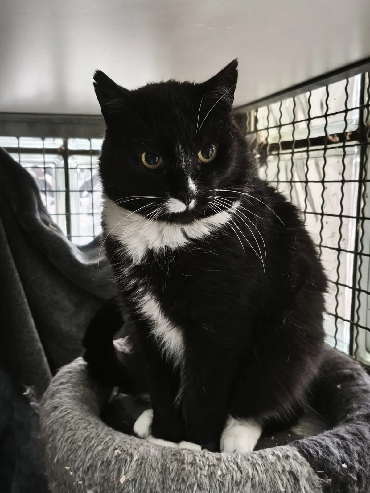 Hans, male senior European Shorthair for adoption at Tierheim Osnabrück, Osnabrück