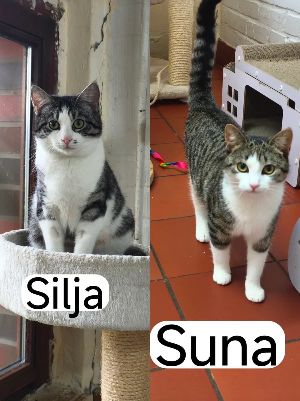 Suna und Silja, female young European Shorthair for adoption at Tierheim Osnabrück, Osnabrück