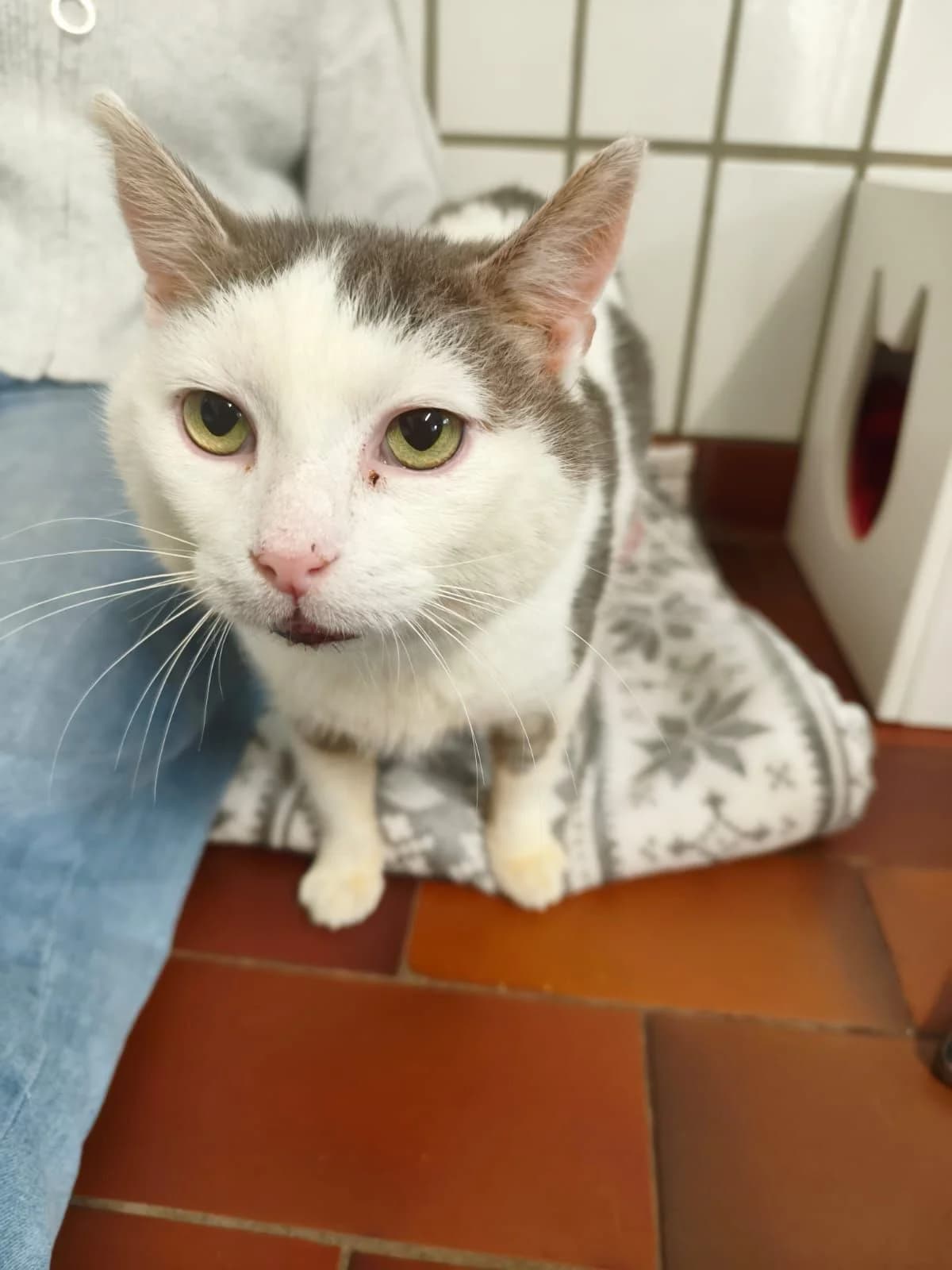 Kui, male 3yo European Shorthair for adoption at Tierheim Osnabrück, Osnabrück