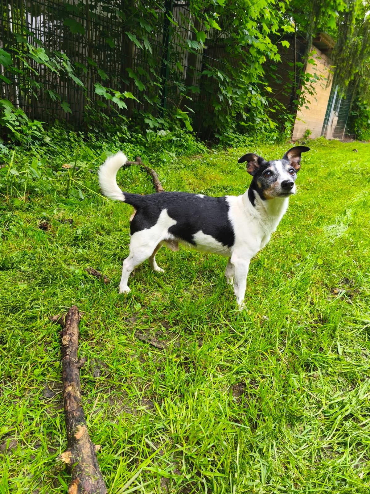 Anton, male senior Jack Russell Terrier for adoption at Tierheim Osnabrück, Osnabrück