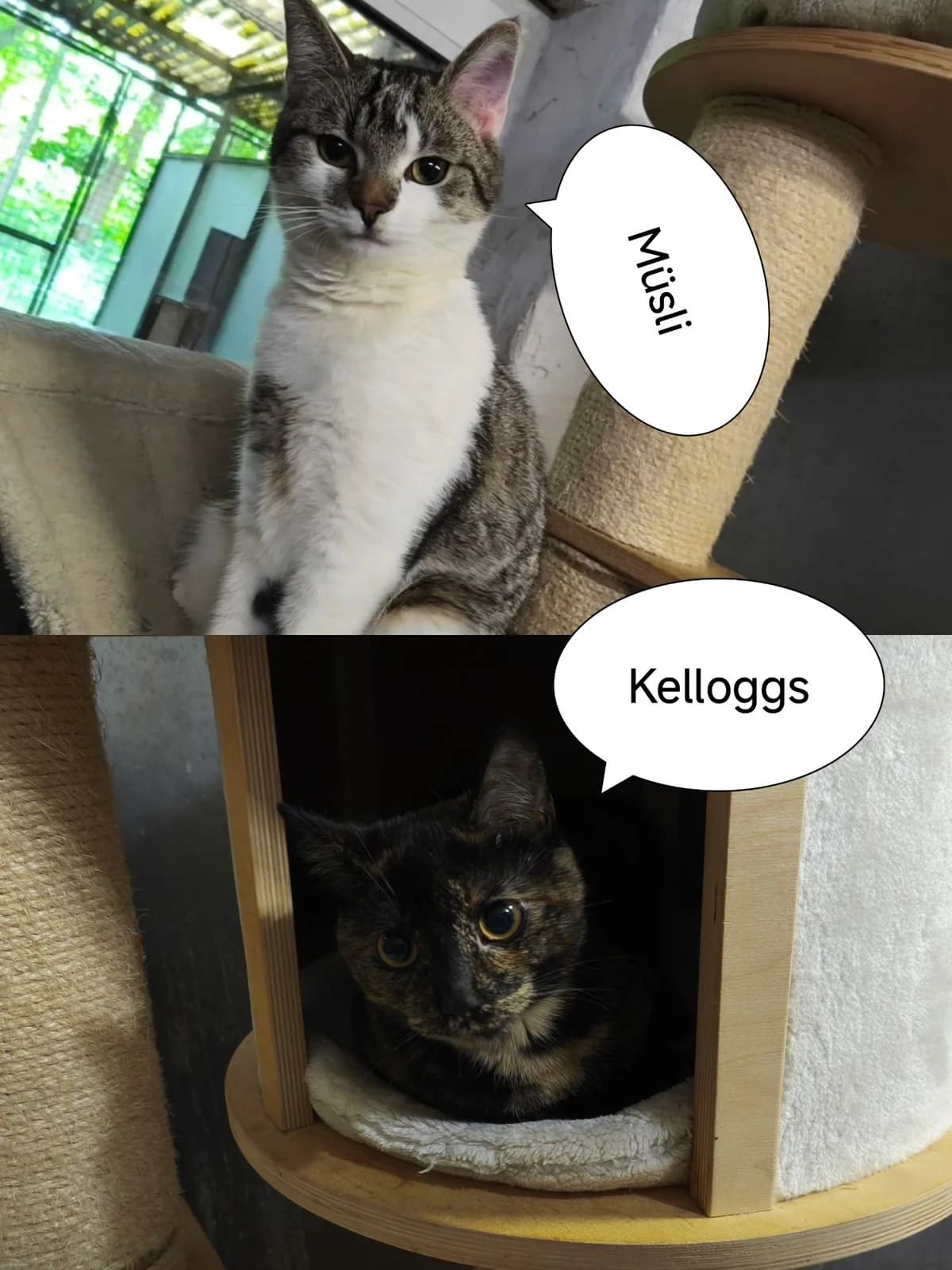 Müsli und Kelloggs, female young European Shorthair for adoption at Tierheim Osnabrück, Osnabrück