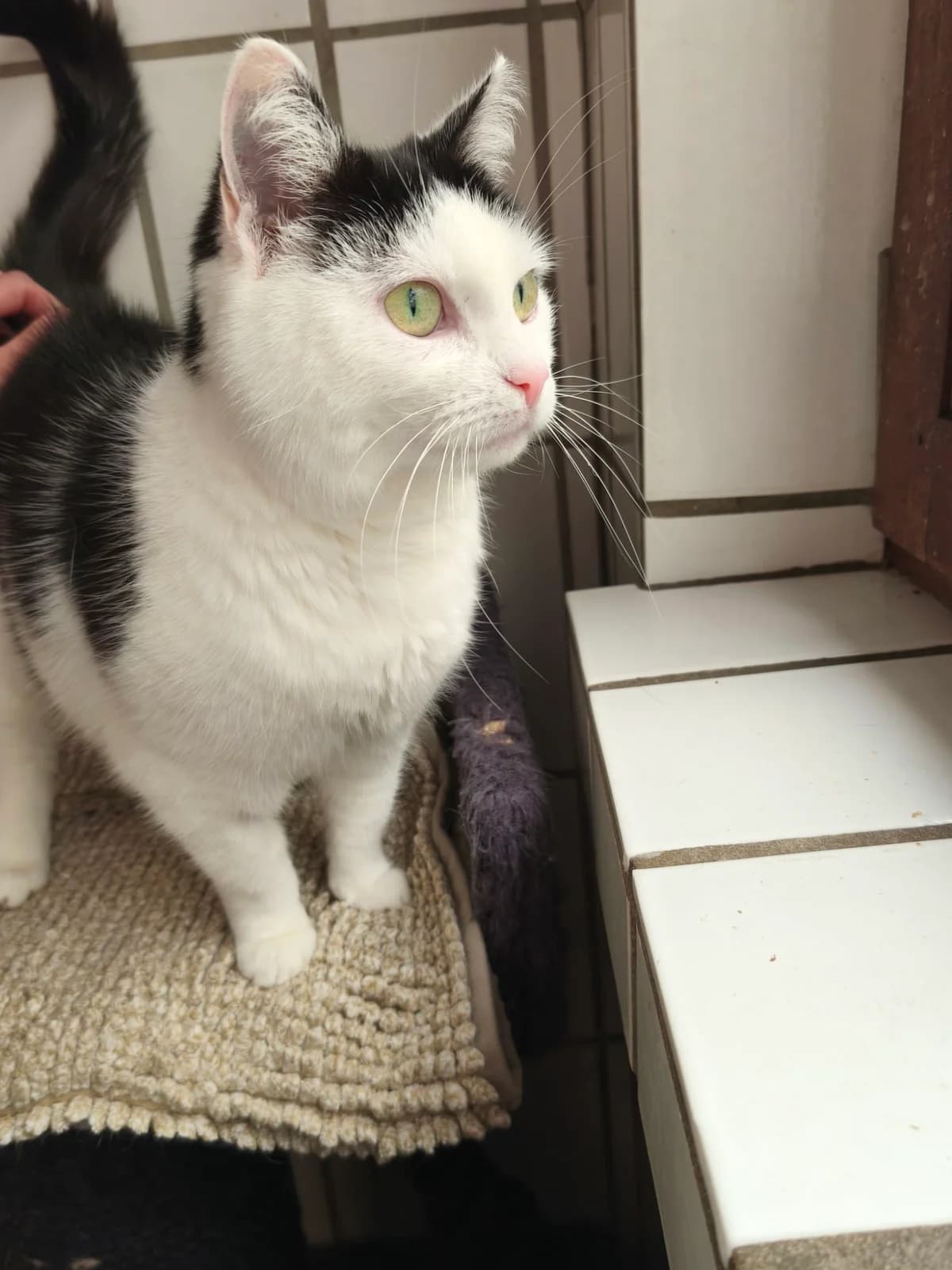 Dotti, female senior European Shorthair for adoption at Tierheim Osnabrück, Osnabrück