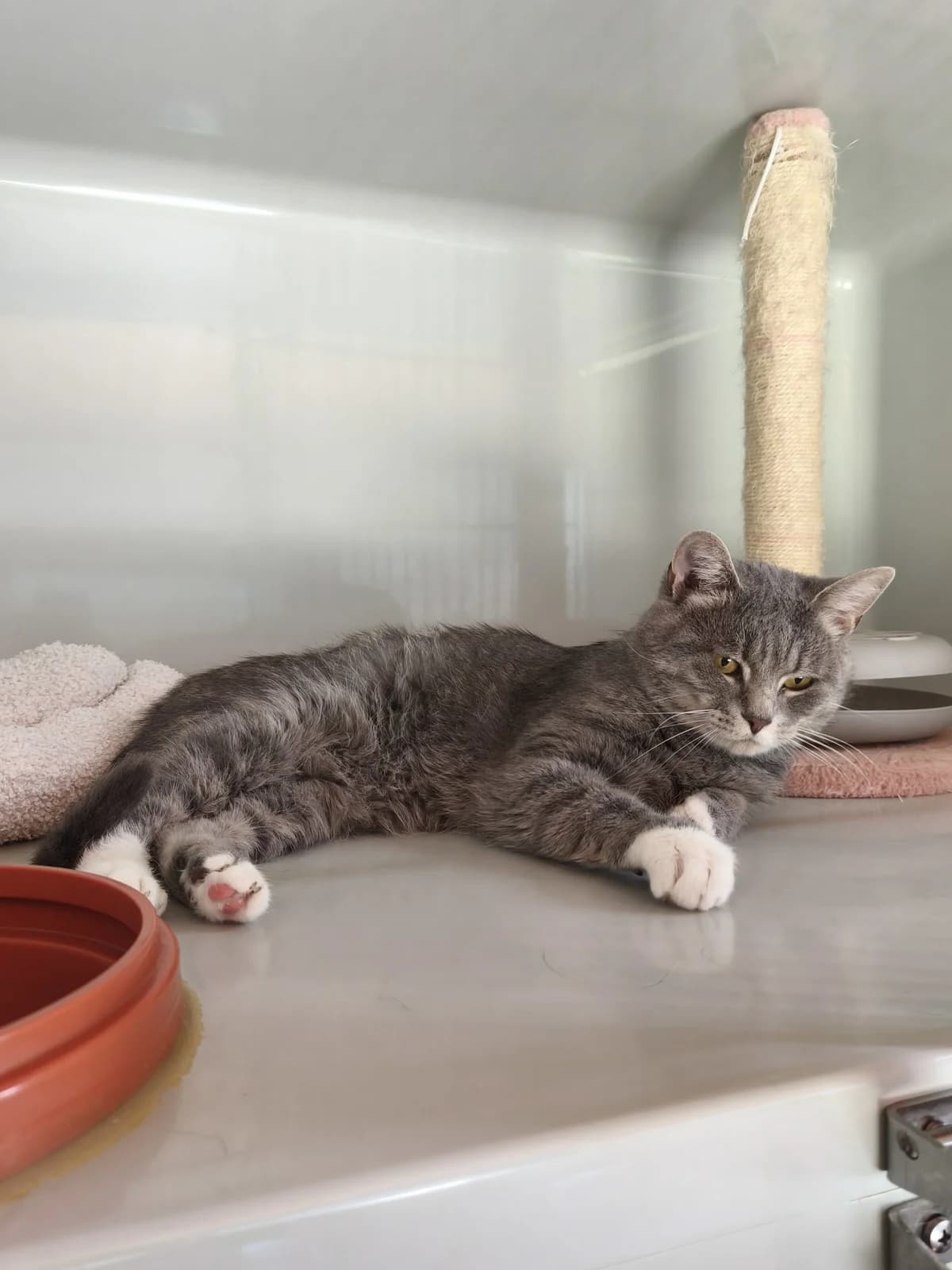 Carlo, male young British Shorthair for adoption at Tierheim Osnabrück, Osnabrück