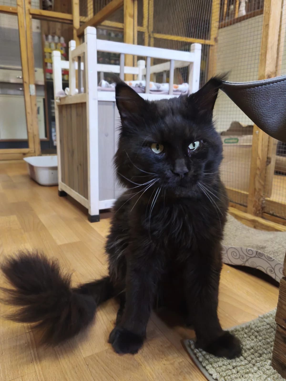 Bain, male 3yo Maine Coon for adoption at Tierheim Osnabrück, Osnabrück