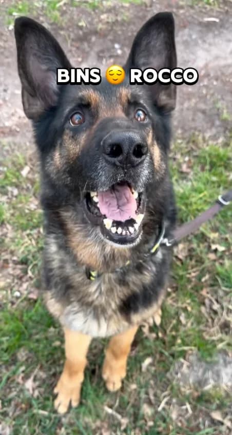 Rocko, male Mixed Breed for adoption at Tierheim Osterwald