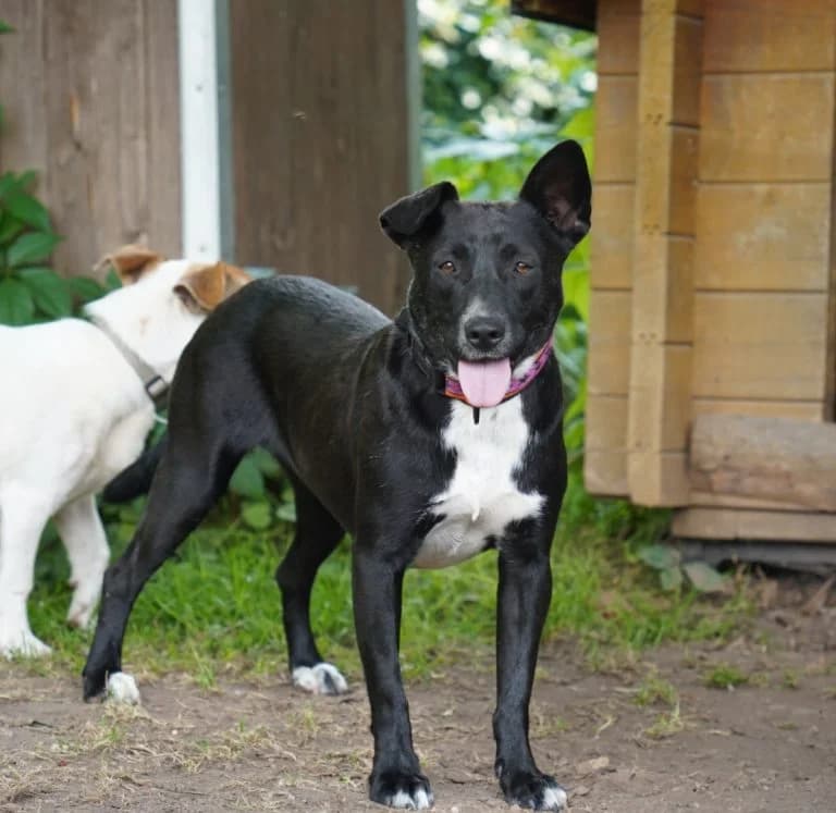 Aika, female 3yo Mixed Breed for adoption at Tierheim 