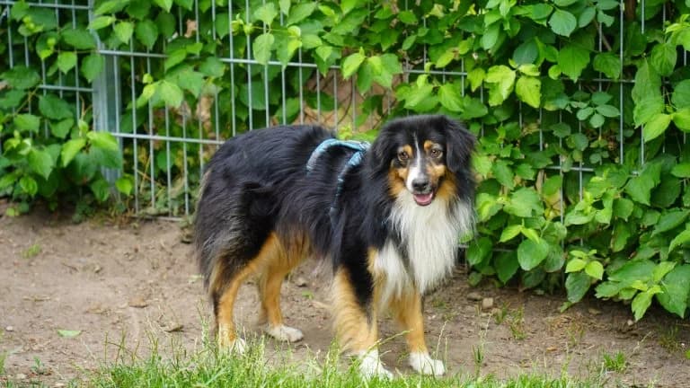 Hero, male 4yo Australian Shepherd for adoption at Tierheim 
