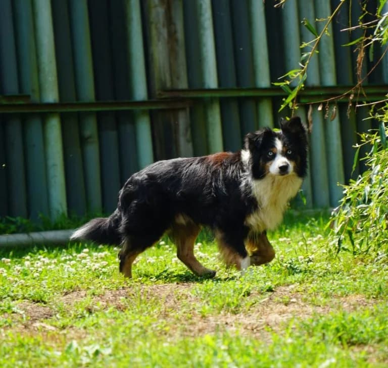 Black Jack, male 6yo Australian Shepherd for adoption at Tierheim 