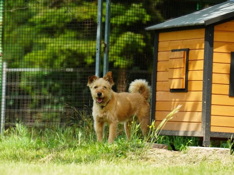 Junior, male senior Mixed Breed for adoption at Tierheim 