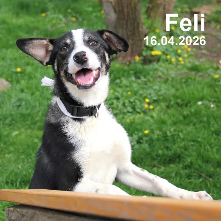Zeus, male 7yo English Bulldog for adoption at Tierheim 