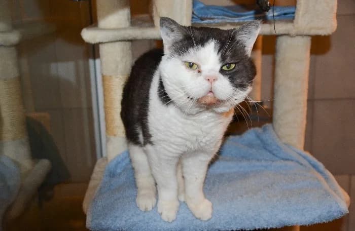 Alfonso, male 4yo Mixed Breed Cat for adoption at Tierheim Paderborn, Paderborn
