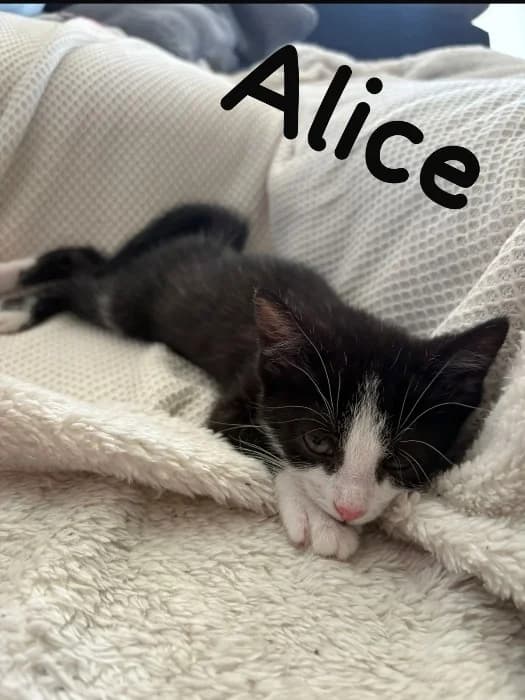 Alice,  Mixed Breed Cat for adoption at Tierheim Paderborn, Paderborn