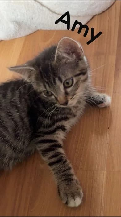 Amy,  Mixed Breed Cat for adoption at Tierheim Paderborn, Paderborn