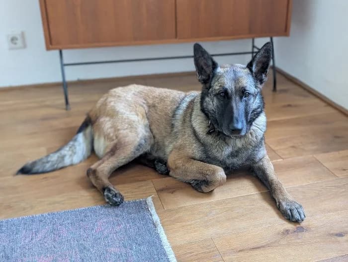 Andra, 6yo Mixed Breed for adoption at Tierheim Paderborn, Paderborn