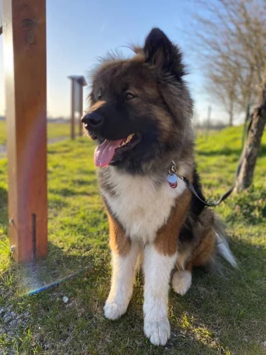 Balou, male 6yo Mixed Breed for adoption at Tierheim Paderborn, Paderborn