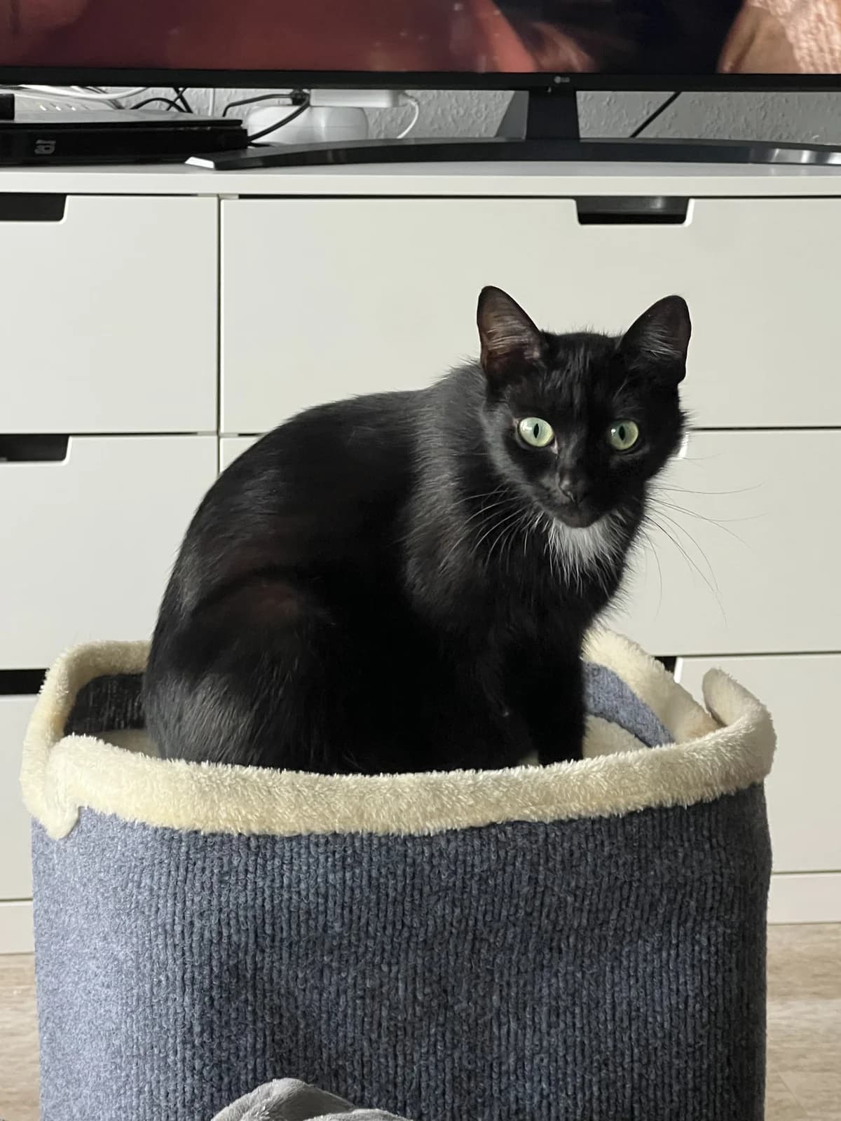 Bebi,  puppy Mixed Breed Cat for adoption at Tierheim Paderborn, Paderborn