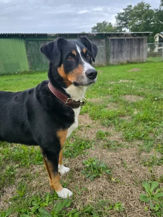Bella,  Mixed Breed for adoption at Tierheim Paderborn, Paderborn