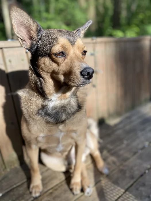 Berti,  senior Mixed Breed for adoption at Tierheim Paderborn, Paderborn