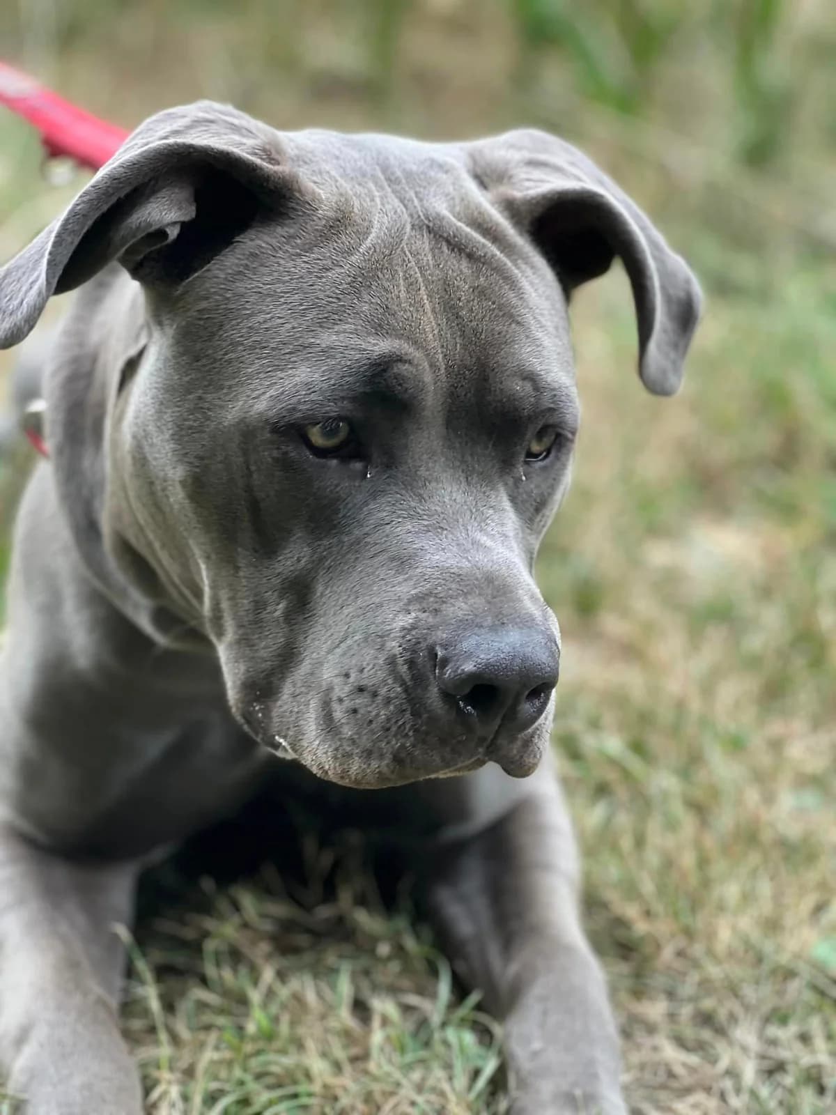 Blue, male 4yo mixed breed for adoption at Tierheim Paderborn, Paderborn