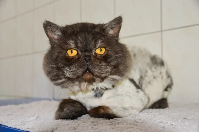 Bobby,  5yo Mixed Breed for adoption at Tierheim Paderborn, Paderborn